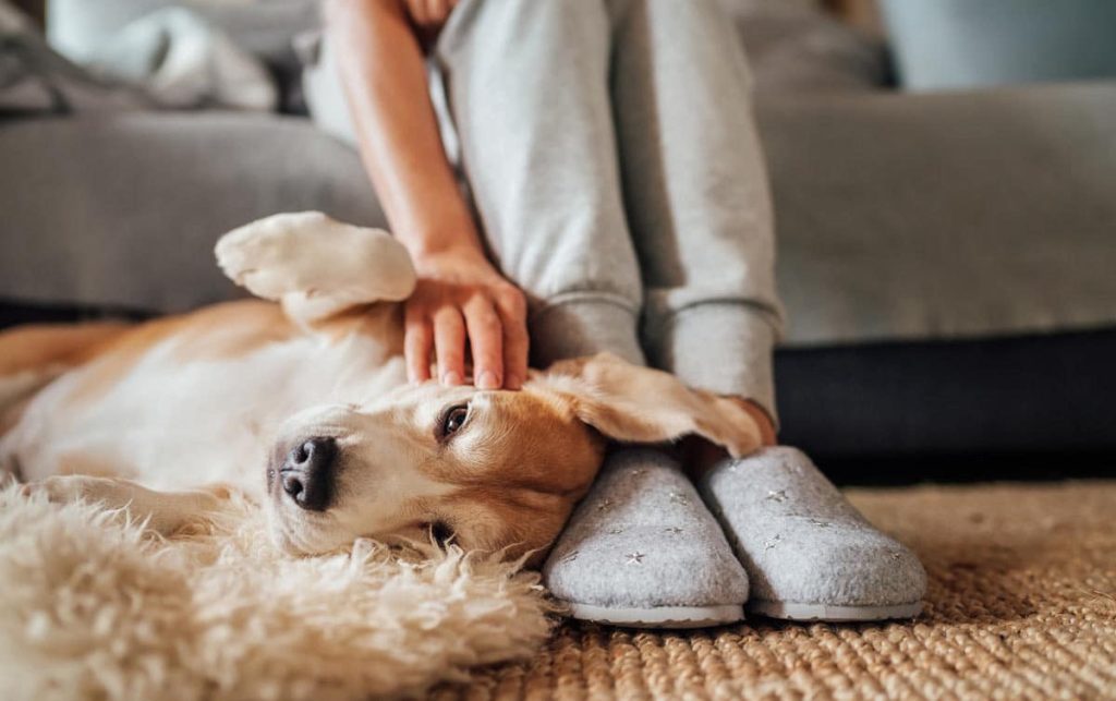 Perfect Pet Care: Doable Advice for a Contented, Healthy Friend